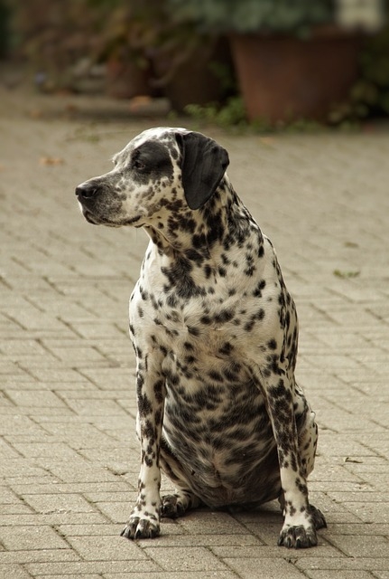 Comment faire reprendre du poids à un chien ?