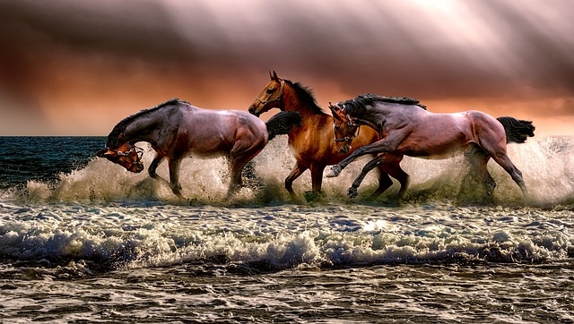 Comment nourrir un cheval de course ?