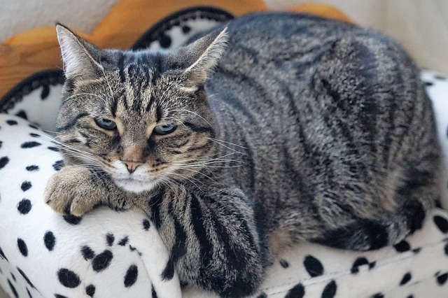 Complément alimentaire chat