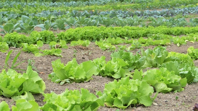 Est-ce que les compléments alimentaires sont efficaces pour maigrir ?
