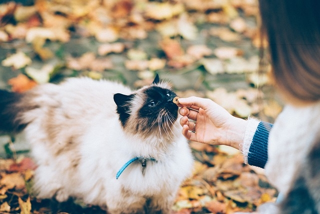 Quel complément alimentaire pour mon chat ?