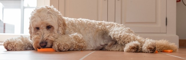 Quelles sont les vitamines pour les chiens ?