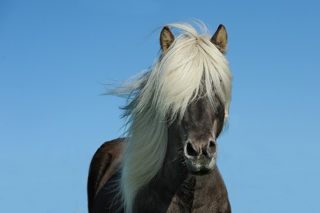 Quels sont les plus gros chevaux de trait ?