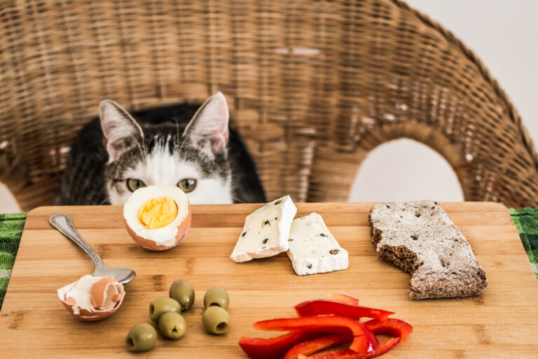 quel aliment faut pas donner au chat