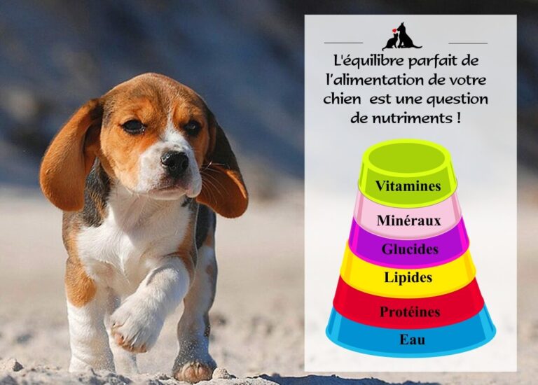 quelle est la meilleure alimentation pour les chiens