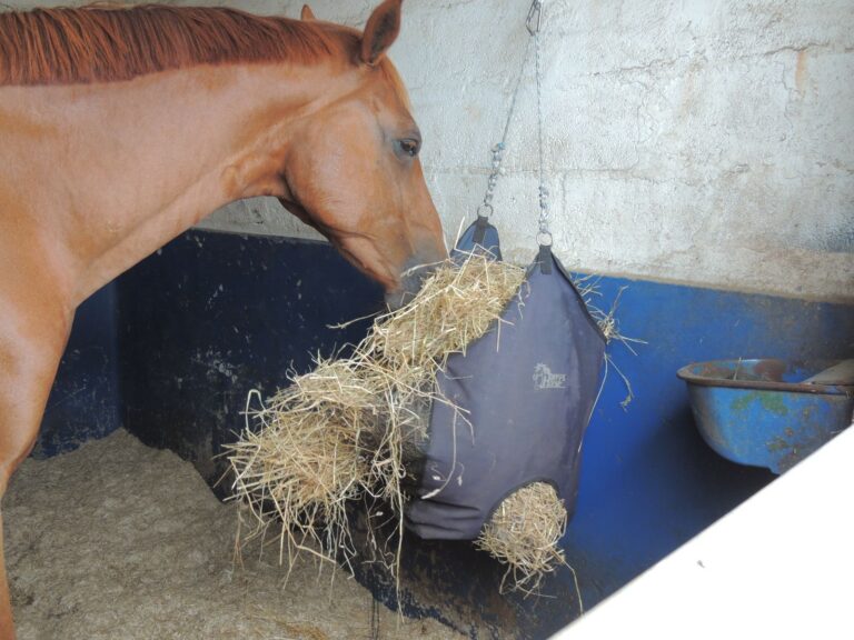 quelle est la meilleure alimentation pour un cheval