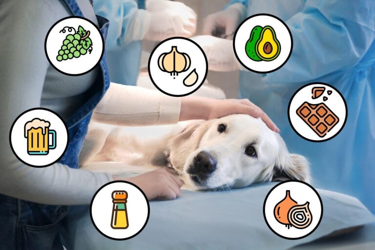 quelle sont les aliments interdit pour les chiens